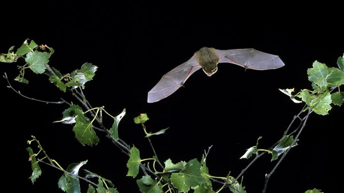 Common pipistrelle bat (Pipistrellus pipistrellus) in flight over silver birch branch